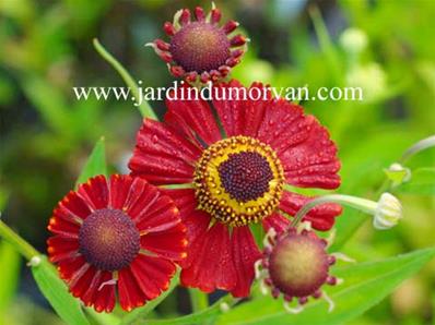 HELENIUM 'RUBY TUESDAY'