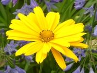 HELIOPSIS HELIANTHOIDES ‘VENUS’ 