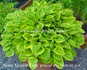 HOSTA 'GOLDEN TIARA'