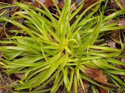 LUZULA SYLVATICA 'SOLAR FLAIR'