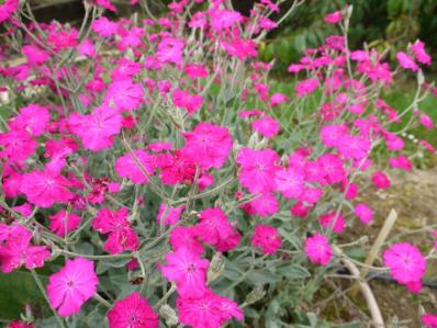 LYCHNIS CORONARIA 'ABBOTWOOD ROSE'
