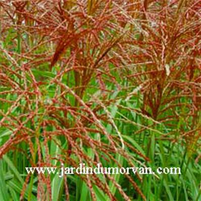 MISCANTHUS SINENSIS 'MALEPARTUS'