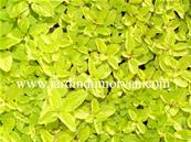 ORIGANUM VULGARE 'THUMBLE'S VARIETY'