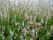 POLYGONUM AMPLEXICAULE 'ALBUM'