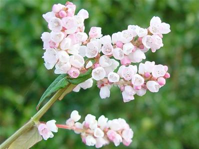 POLYGONUM CAMPANULATUM