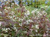 POLYGONUM MICROCEPHALA (= PERSICARIA MICROCEPHALA)