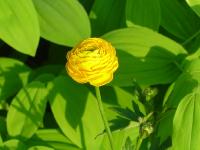 RANUNCULUS ACRIS 'MULTIPLEX'