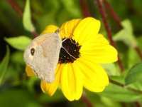 RUDBECKIA TRILOBA