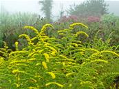 SOLIDAGO RUGOSA