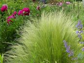 STIPA TENUIFOLIA ( TENUISSIMA )