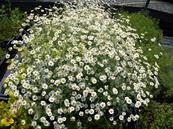 TANACETUM NIVEUM 'JACKPOT'