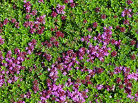 THYMUS HERBA-BARONA CITRATA