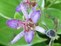TRICYRTIS 'SAMURAI'