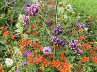 VERBENA BONARIENSIS