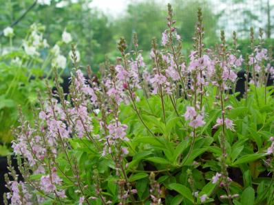 VERONICA X CANTIANA 'KENTISH PINK'