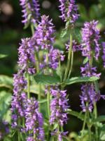 STACHYS AFFINIS