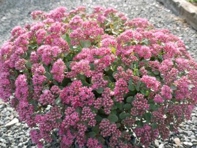 SEDUM CAUTICOLUM ROBUSTUM'