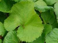 PETASITES JAPONICUS 'GIGANTEUS'