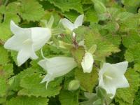 CAMPANULA DOLOMITICA