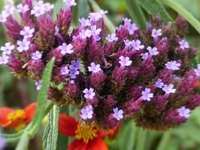 VERBENA BONARIENSIS