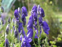 ACONITUM x CARMICHAELII 'ARENDSII'