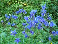 AQUILEGIA VULGARIS