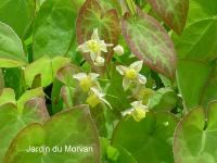 EPIMEDIUM VERSICOLOR 'SULPHUREUM'