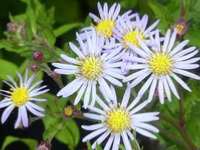 ASTER AGERATOIDES 'ASRAN'