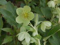 HELLEBORUS ARGUTIFOLIUS