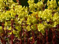 EUPHORBIA AMYGDALOIDES 'PURPUREA'