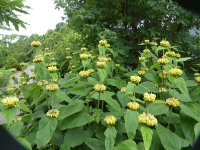 PHLOMIS RUSSELIANA