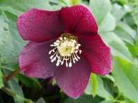 HELLEBORUS ORIENTALIS ‘PRETTY HELEN RED’     