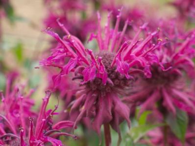 MONARDA 'KARDINAL'