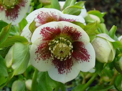 HELLEBORUS ORIENTALIS 'WHITE SPOTTED LADY'