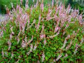 POLYGONUM VACCINIIFOLIUM