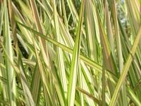 PHALARIS ARUNDINACEA 'STRAWBERRIES AND CREAM'