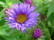 ASTER NOVAE-ANGLIAE 'PURPLE DOME'