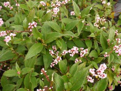 POLYGONUM CAMPANULATUM