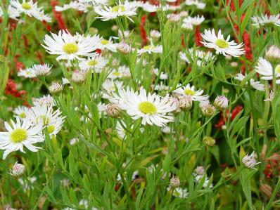 BOLTONIA ASTEROIDES 'SNOWBANK'
