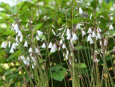 ACIS AUTUMNALIS