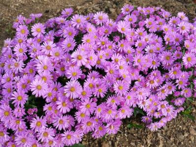 ASTER DUMOSUS 'ROSENWITCHEL'