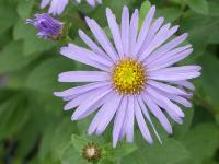 ASTER FRIKARTII