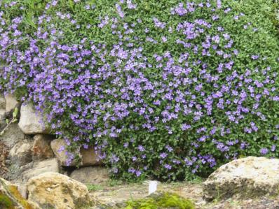 AUBRIETA ‘HAMBURGER STADTPARK’