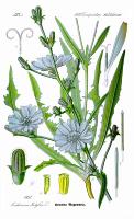 CICHORIUM INTYBUS