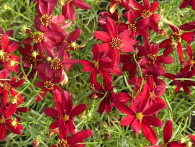 COREOPSIS VERTICILLATA ‘HOT PAPRIKA’