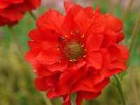 GEUM FLORE PLENA 'BLAZING SUNSET'