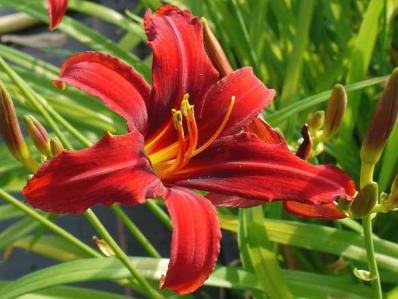 HEMEROCALLIS 'CRIMSON PIRATE'