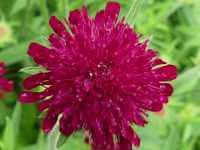 KNAUTIA MACEDONICA