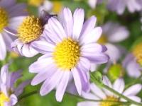 KALIMERIS MONGOLICA ‘ANTONIA’