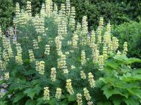 LUPINUS ARBOREUS 